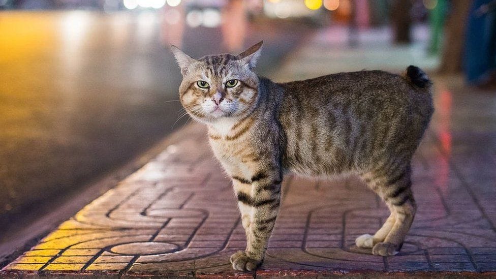 manx-cat-cat-breed-profile-1