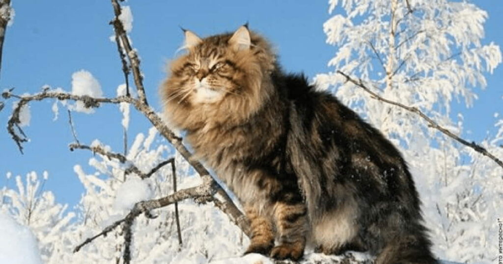 norwegian-forest-cat-cat-breed-profile-2
