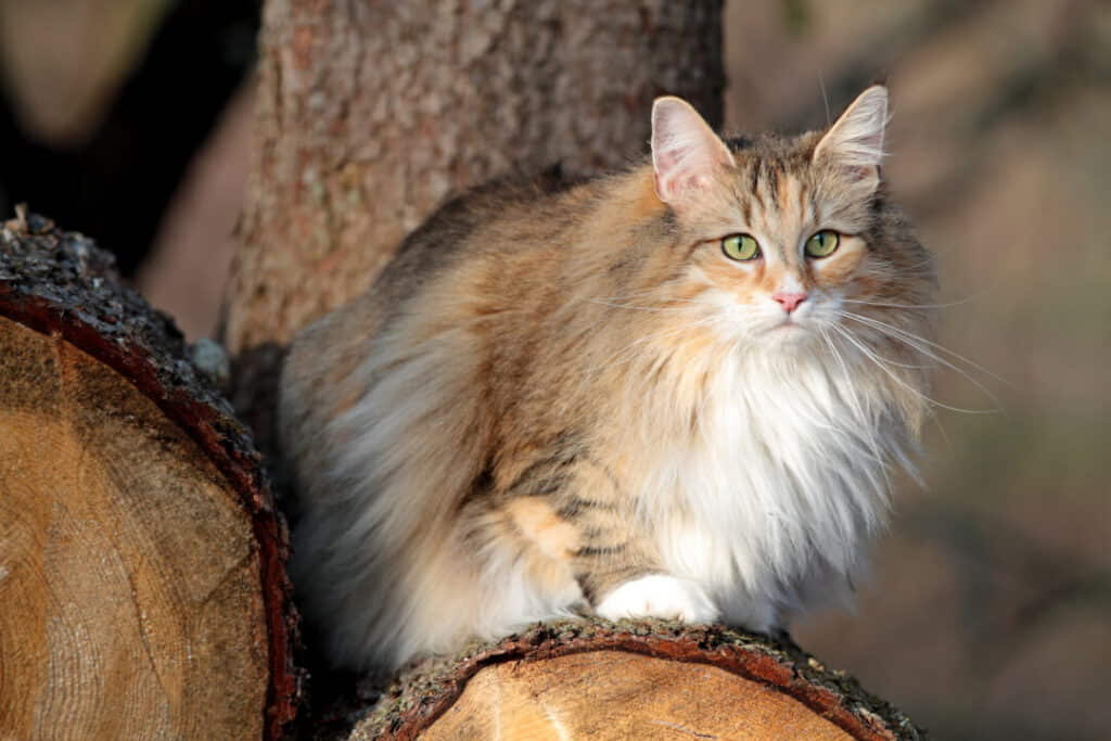 norwegian-forest-cat-cat-breed-profile-3