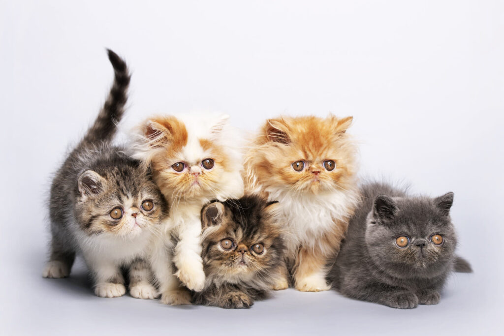 persian-cat-cat-breed-profile-1