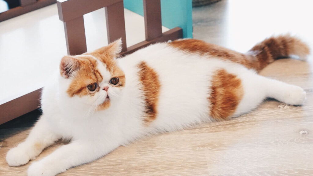 persian-cat-cat-breed-profile