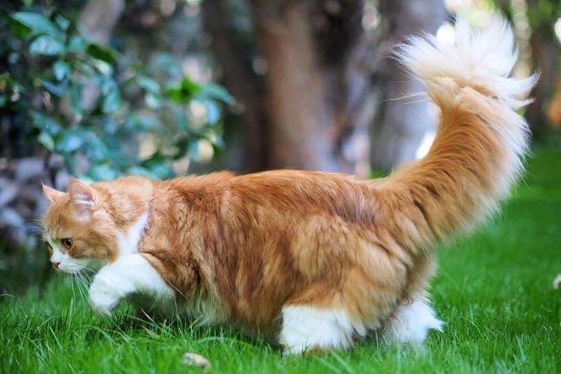 persian-cat-cat-breed-profile-3
