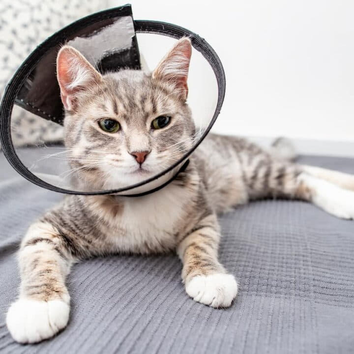 reasons-why-a-neutered-cat-humps-and-how-to-stop-it-5