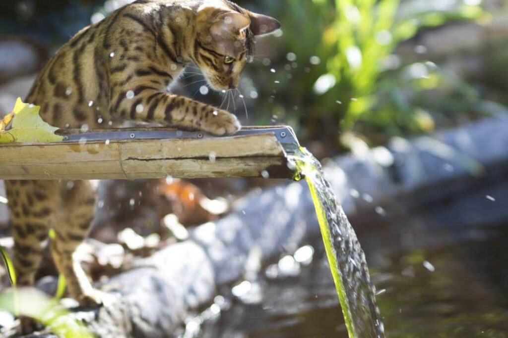 reasons-why-cats-hate-water-1