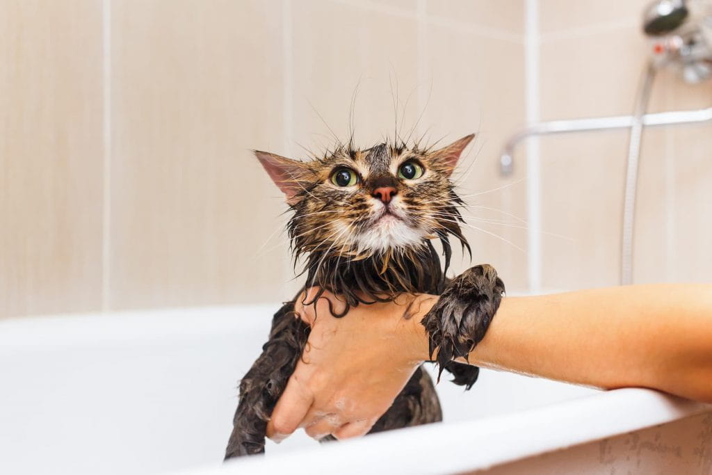 reasons-why-cats-hate-water-4
