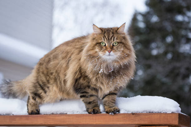 siberian-cat-cat-breed-profile-2