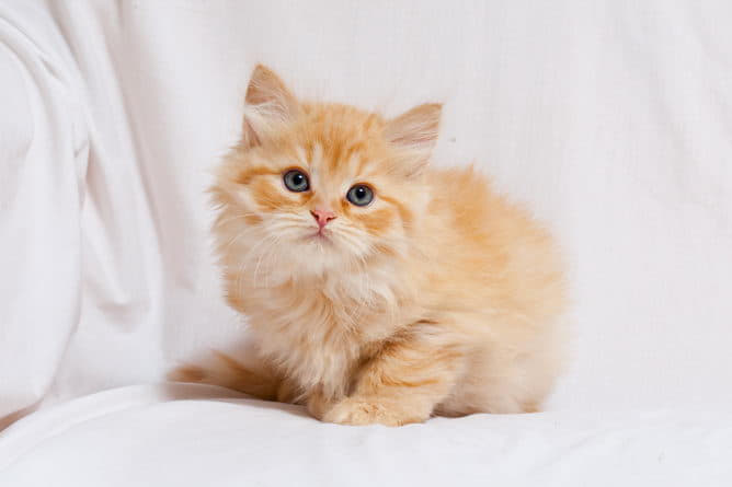 siberian-cat-cat-breed-profile-3