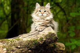 siberian-cat-cat-breed-profile