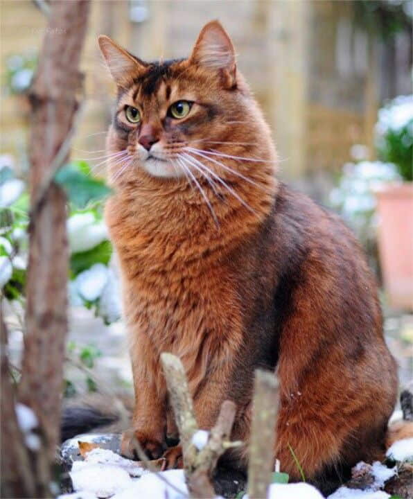 somali-cat-breed-profile-2