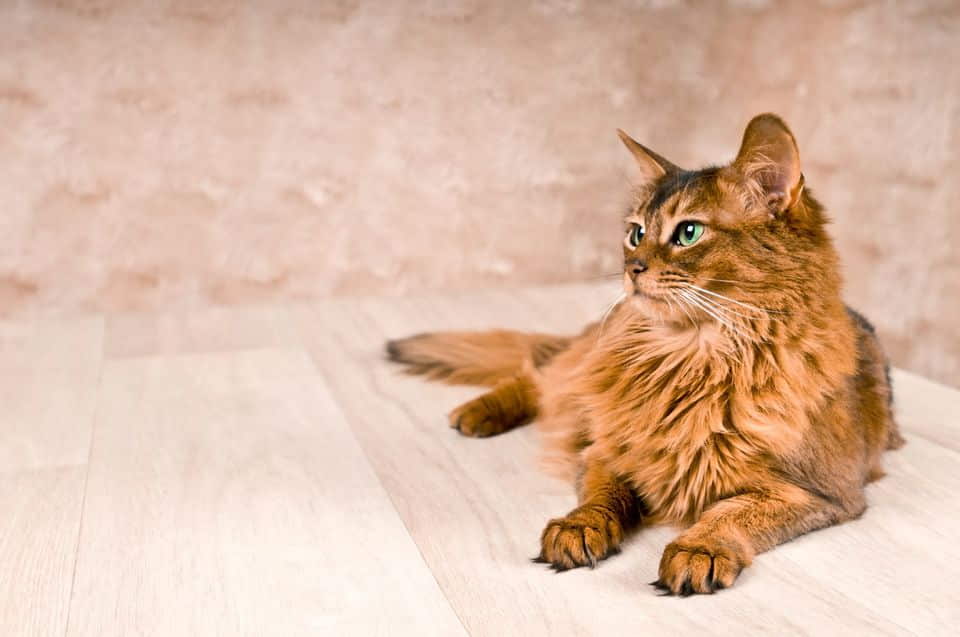 somali-cat-breed-profile