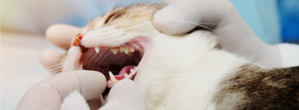 stomatitis-in-cats