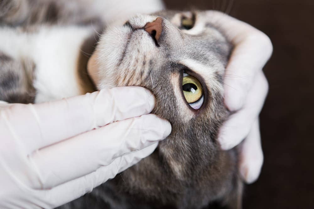 stomatitis-in-cats