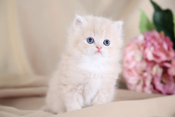 the-best-white-cat-breeds-to-keep-as-pets-1