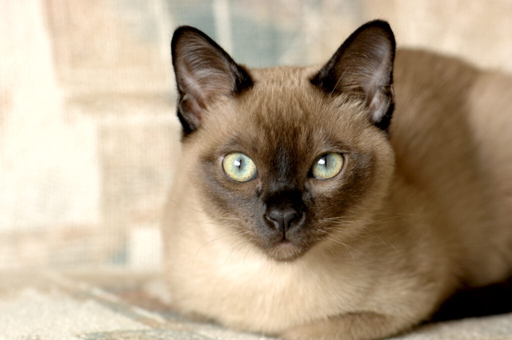 tonkinese-cat-breed-profile-2
