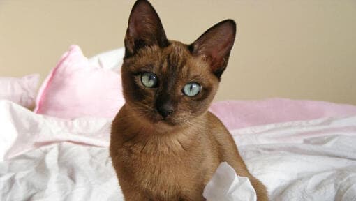 tonkinese-cat-breed-profile-3