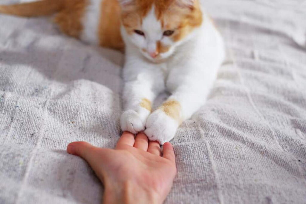 top-reasons-not-to-declaw-your-cat-1