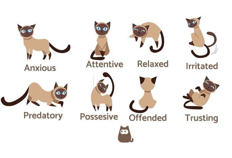 understanding-cat-tail-talk-2