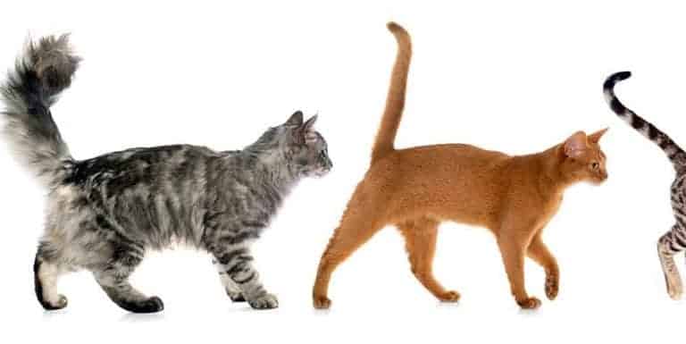 understanding-cat-tail-talk