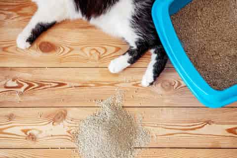 urinary-tract-infections-in-cats