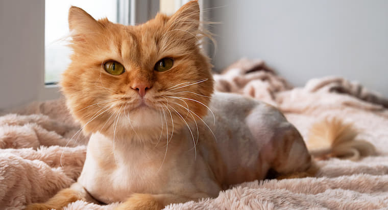 what-is-the-difference-between-cat-hair-and-fur-3