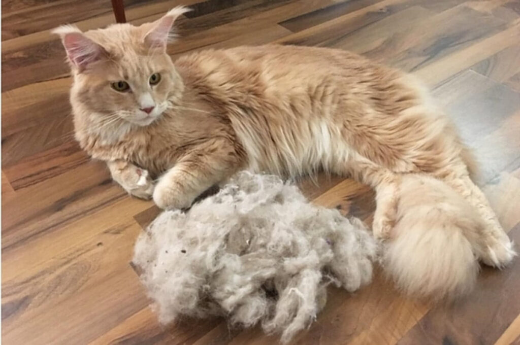 what-is-the-difference-between-cat-hair-and-fur-4
