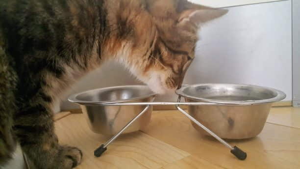 what-to-know-before-you-buy-food-and-water-bowls-for-your-cat-3