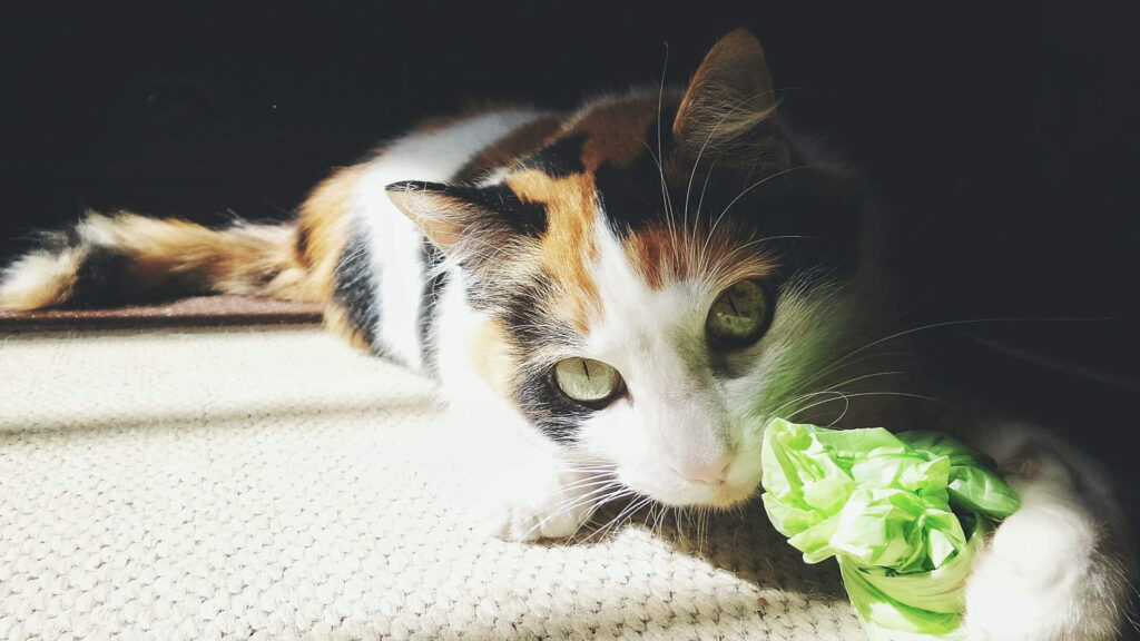 why-cats-eat-and-chew-on-plastic
