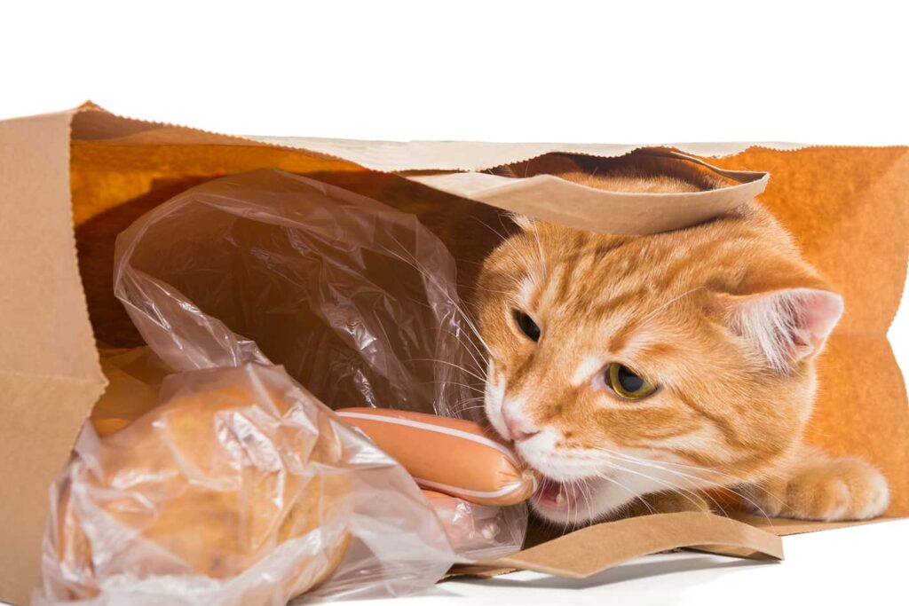 why-cats-eat-and-chew-on-plastic-3
