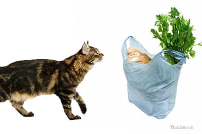 why-cats-eat-and-chew-on-plastic-4
