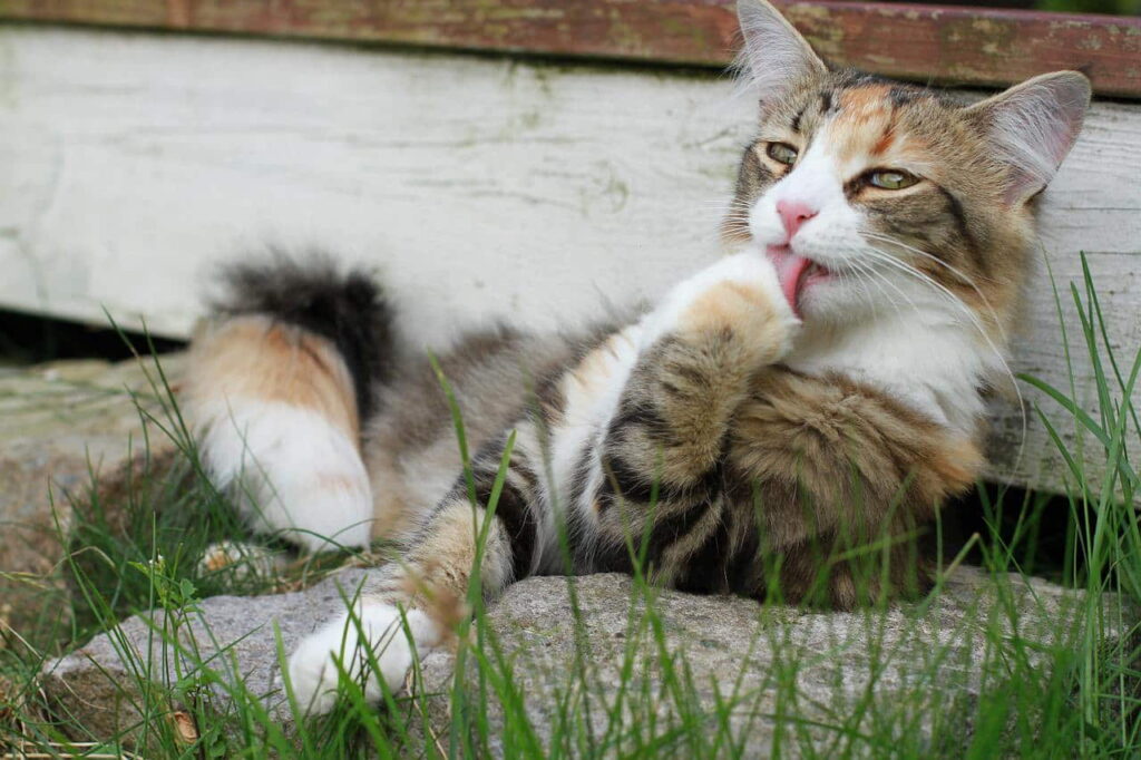 why-do-cats-lick-their-paws-after-eating-2