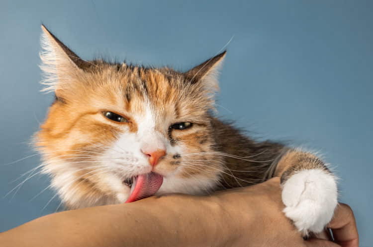 why-do-cats-lick-their-paws-after-eating-3