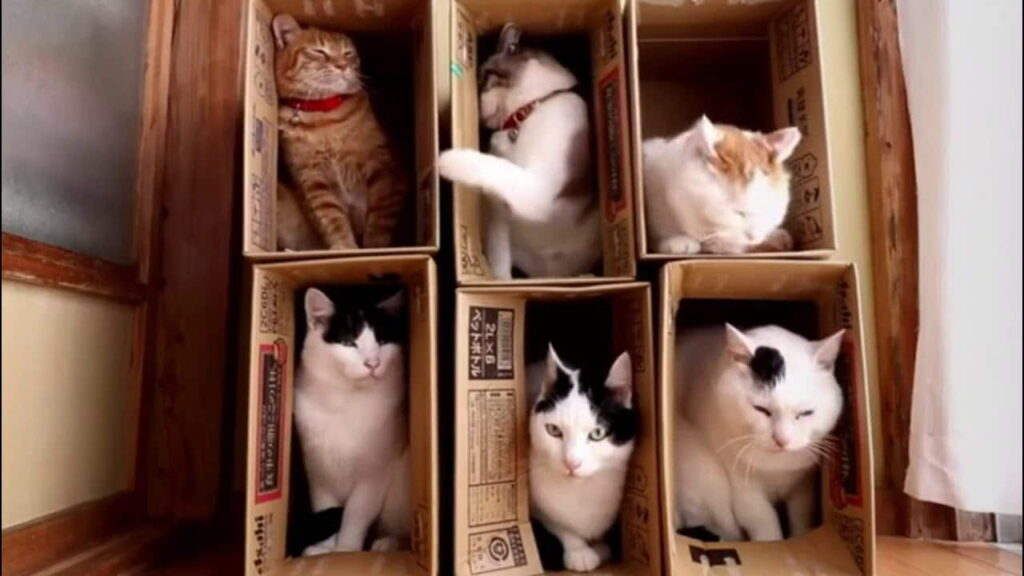 why-do-cats-like-boxes-3