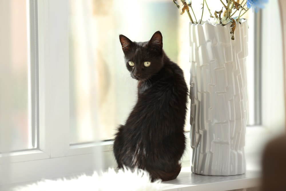 why-some-black-cats-look-different-in-the-sun-3