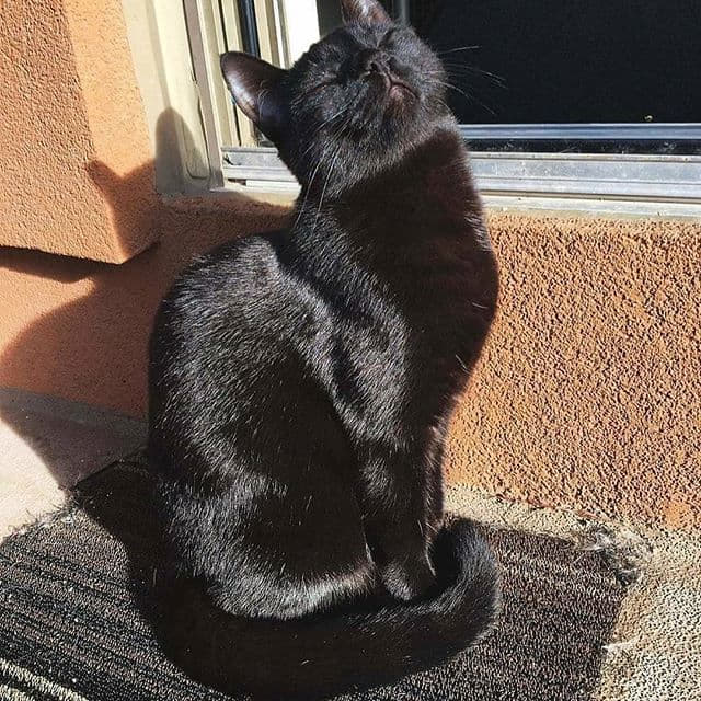 why-some-black-cats-look-different-in-the-sun-4