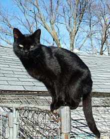 why-some-black-cats-look-different-in-the-sun