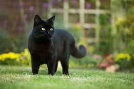 5-pawsitively-fascinating-facts-about-black-cats-1
