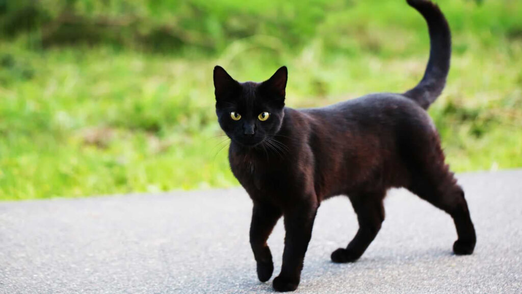 5-pawsitively-fascinating-facts-about-black-cats-2