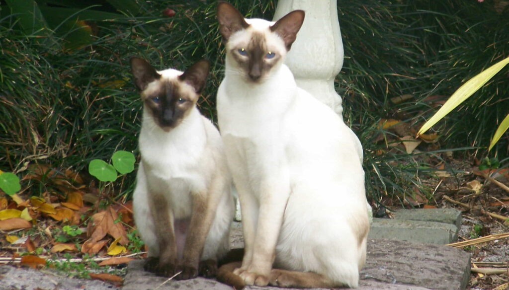 7-mysteriously-beautiful-siamese-cats-and-kittens-1