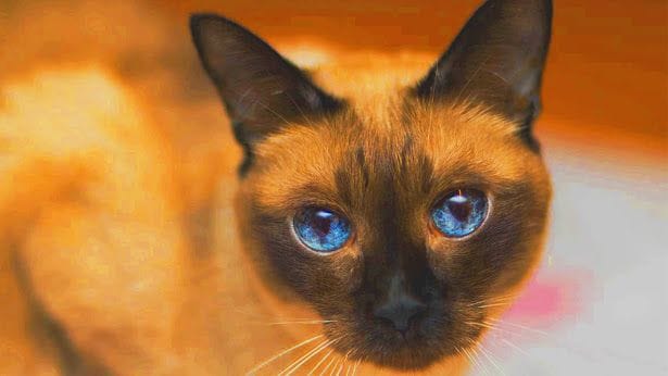 7-mysteriously-beautiful-siamese-cats-and-kittens