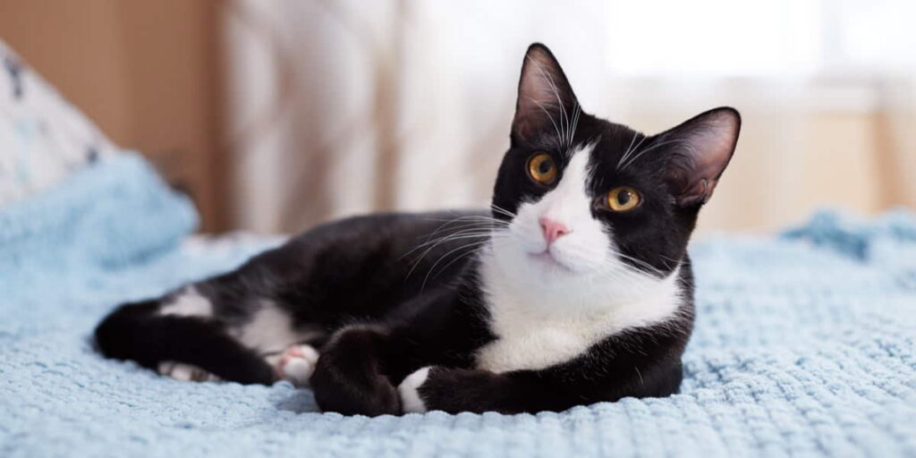 7-pawsitively-fascinating-facts-about-tuxedo-cats-1