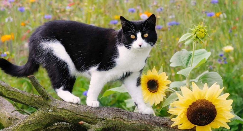 7-pawsitively-fascinating-facts-about-tuxedo-cats-2