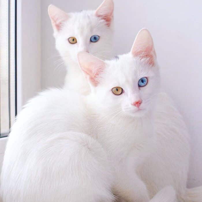 9-beautiful-white-cats-and-kittens-1
