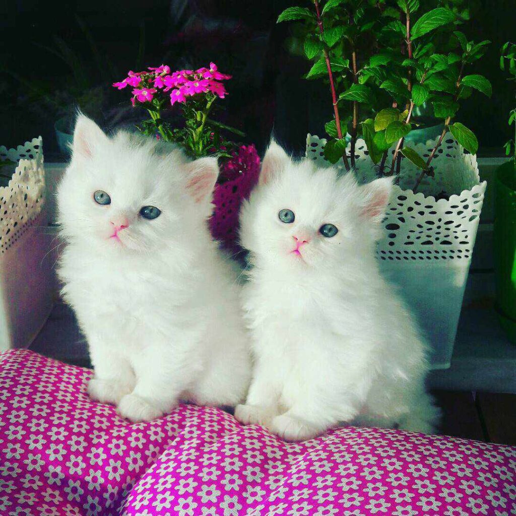 9-beautiful-white-cats-and-kittens