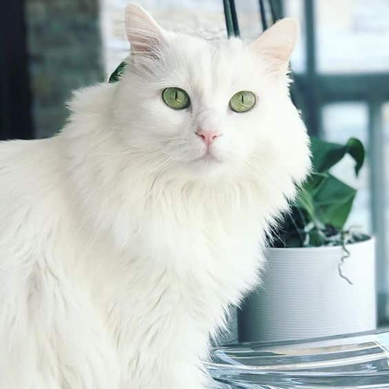 9-beautiful-white-cats-and-kittens-3