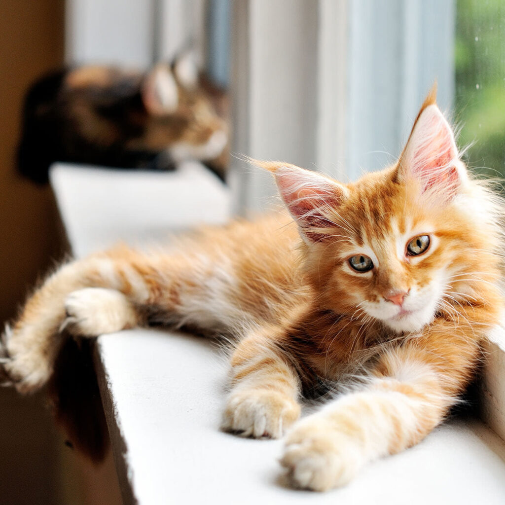 all-about-cute-maine-coon-cats-and-kittens