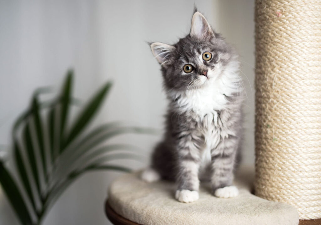 all-about-cute-maine-coon-cats-and-kittens-3