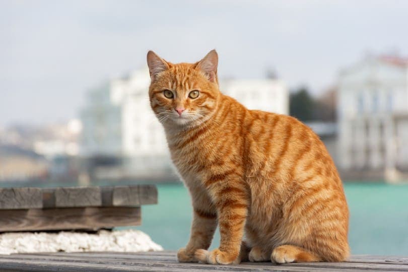 all-about-red-tabby-cats-1
