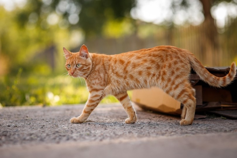 all-about-red-tabby-cats
