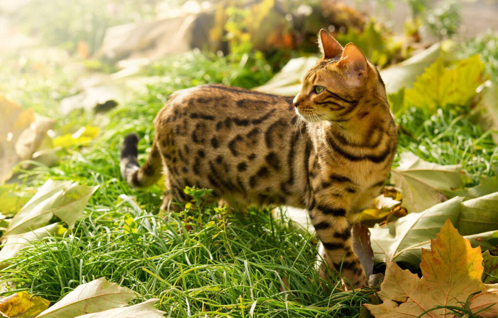 bengal-cat-cat-breed-profile-3