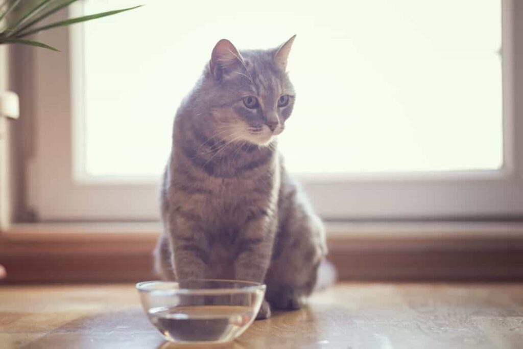 how-to-encourage-your-cat-to-drink
